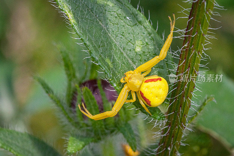 Thomise变异雌性，(Misumena tiva)，蟹蛛，雌性黄花蟹蛛。